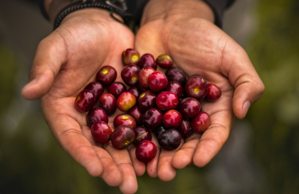 Agrotóxicos atingem, diretamente, a saúde de próstata, pênis e testículos